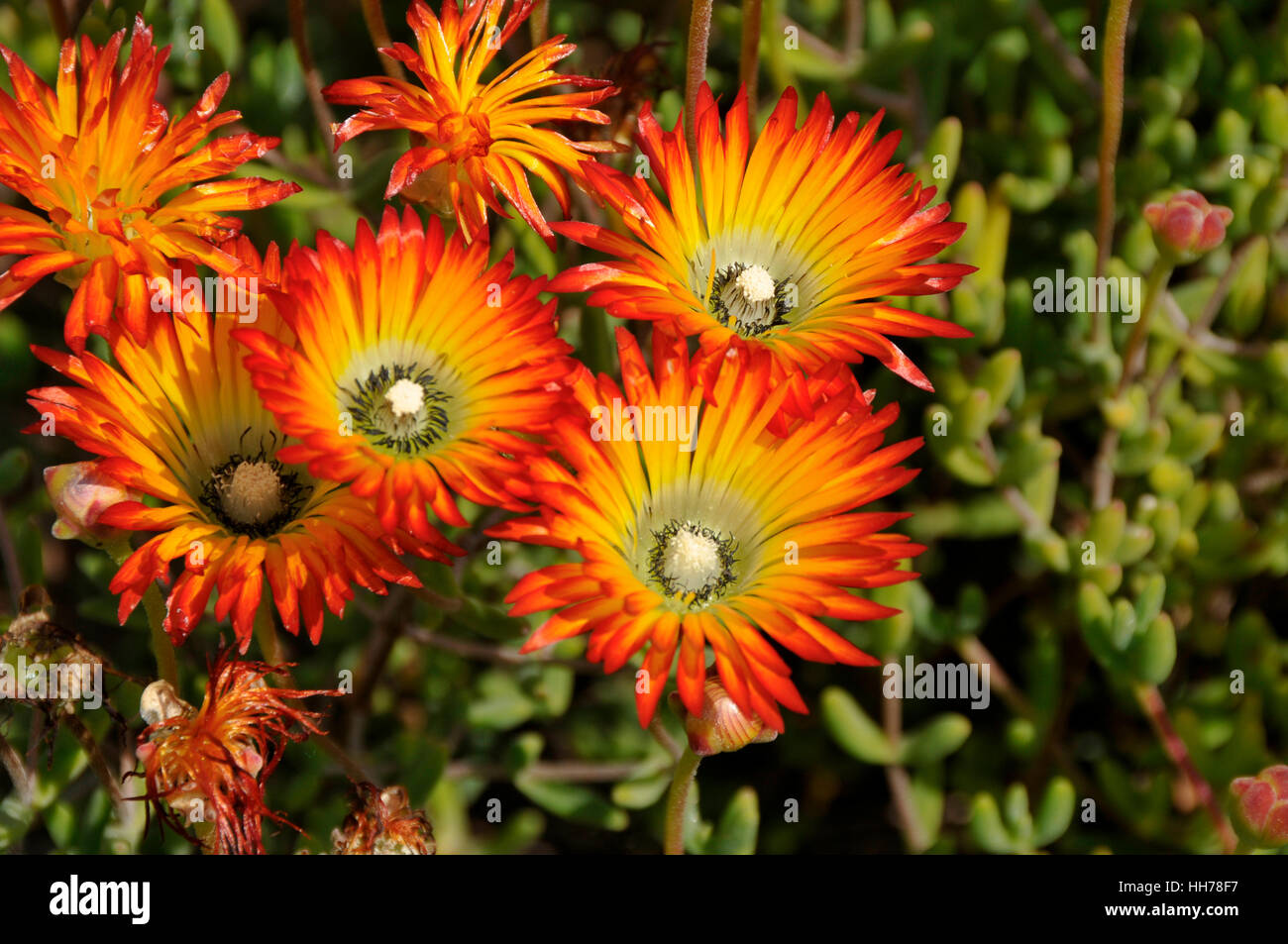 Lampranthus bicolor, a wild plant in South Africa Stock Photo