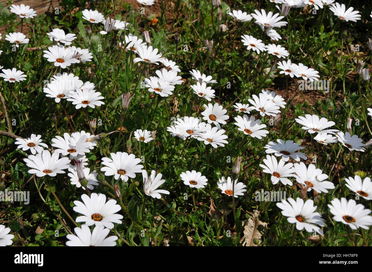 The white flowers of the Cape daisy Stock Photo Alamy