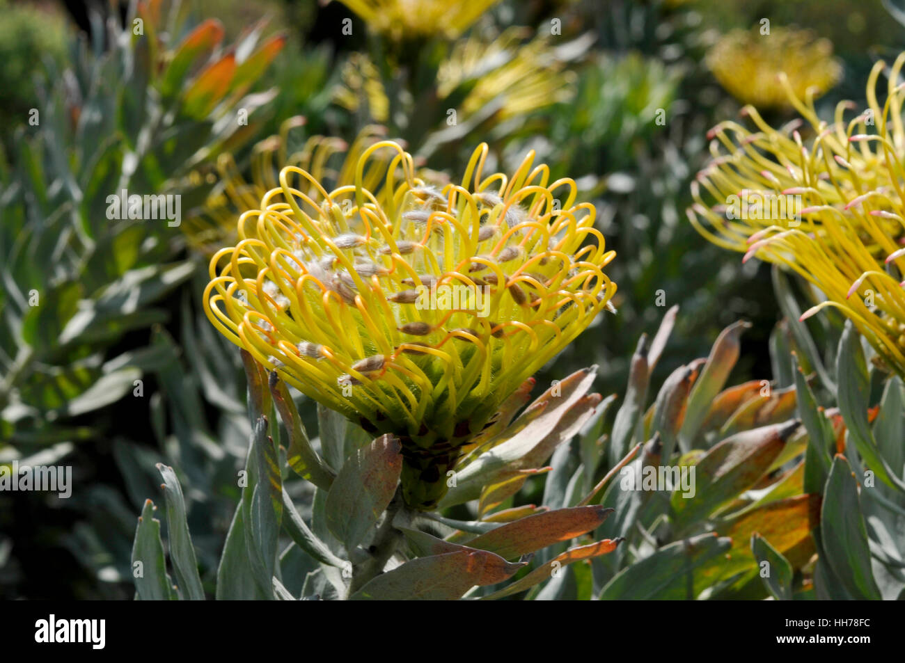 Flower of the pincushion plant Leucospermum formosum Stock Photo Alamy