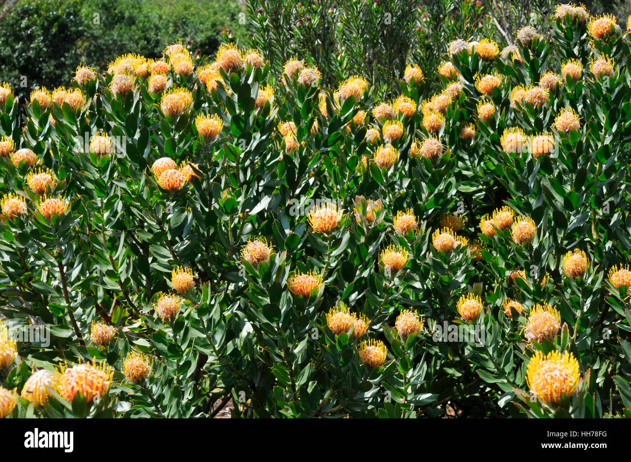 Leucospermum conocarpodendron x glabrum Stock Photo