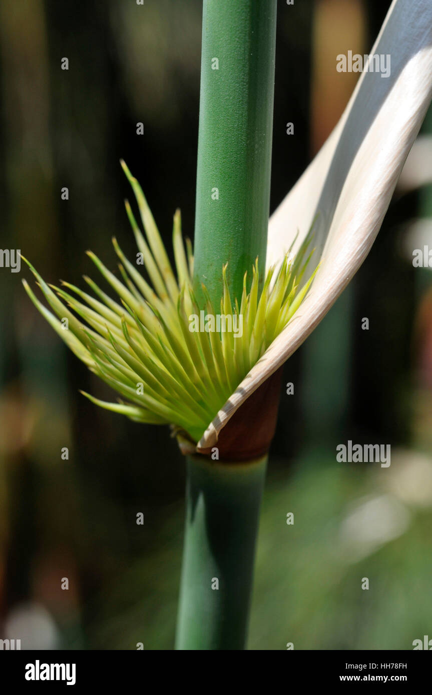 part of Elegia capensis, reed what is used for roofs Stock Photo