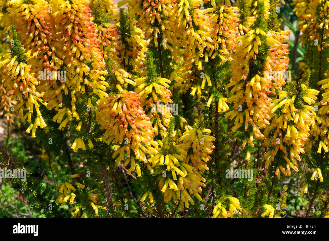 Erica nana x patersonia 'Gengold' Stock Photo