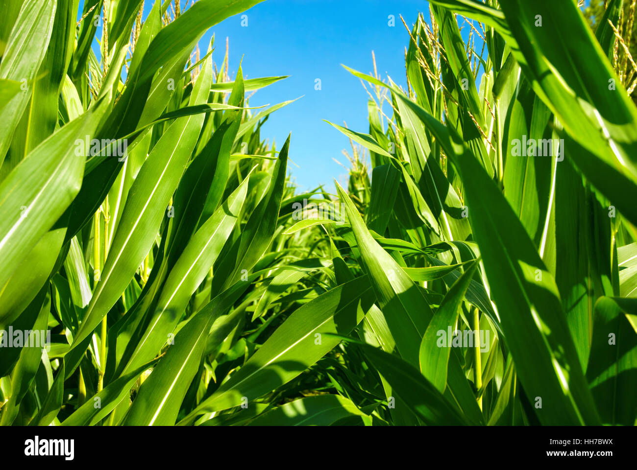 agriculture, farming, field, cultivation, corn, grow, agrarian economy ...