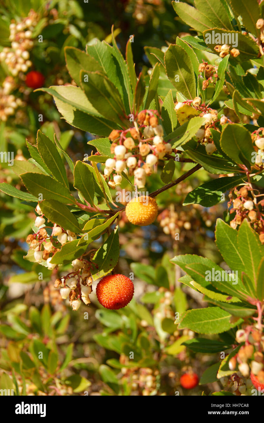 tree, fruit, blue, food, aliment, flower, plant, france, heather, blueberry, Stock Photo