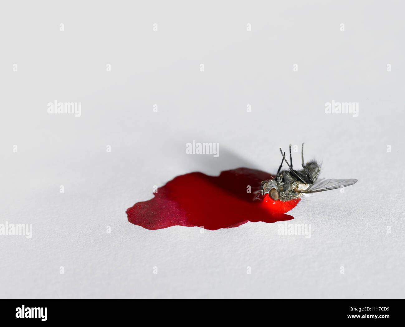 fly, blood, housefly, cadaver, dead, macro, closeup, macro admission