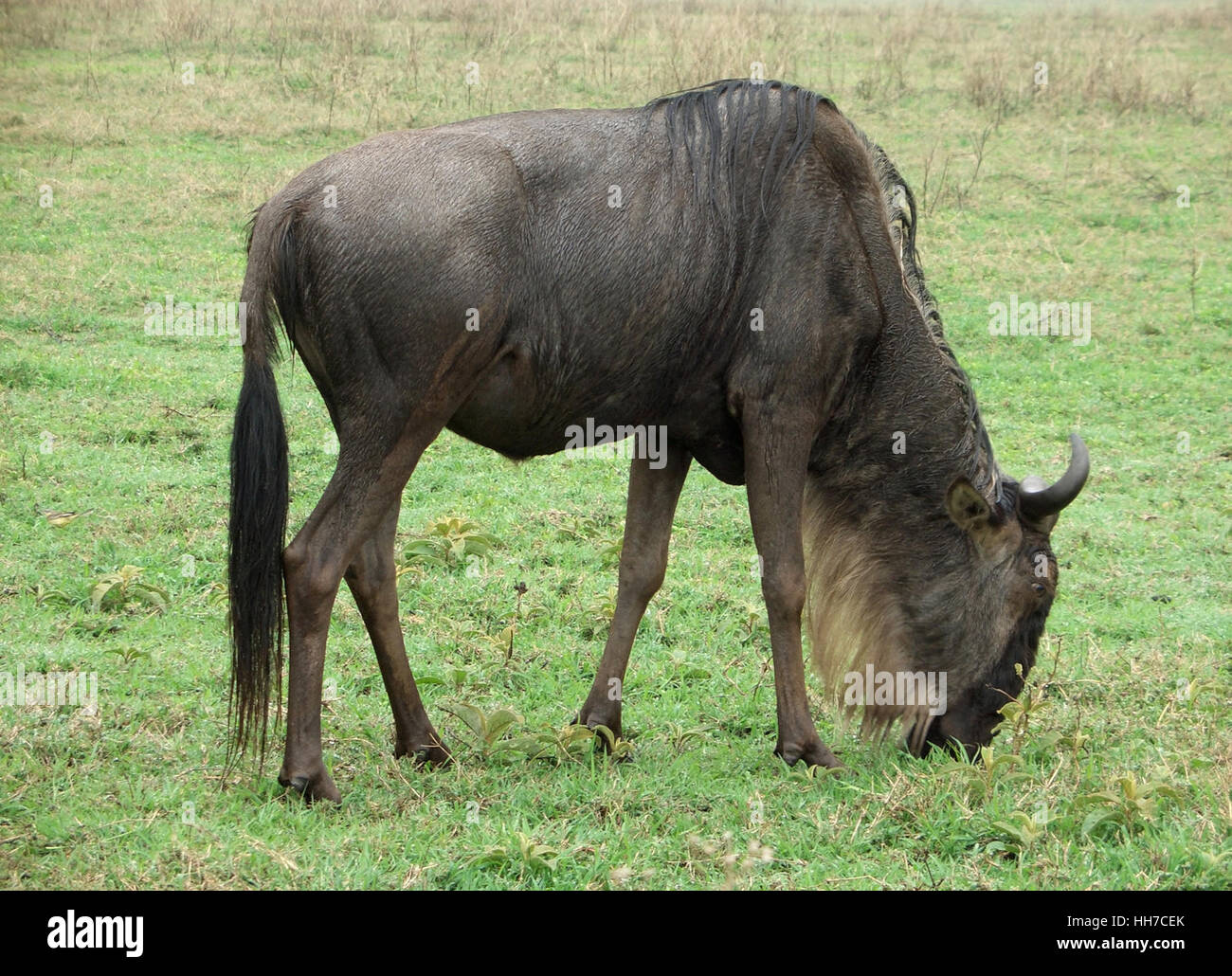 Blue Wildebeest at feed in Tanzania (Africa) Stock Photo