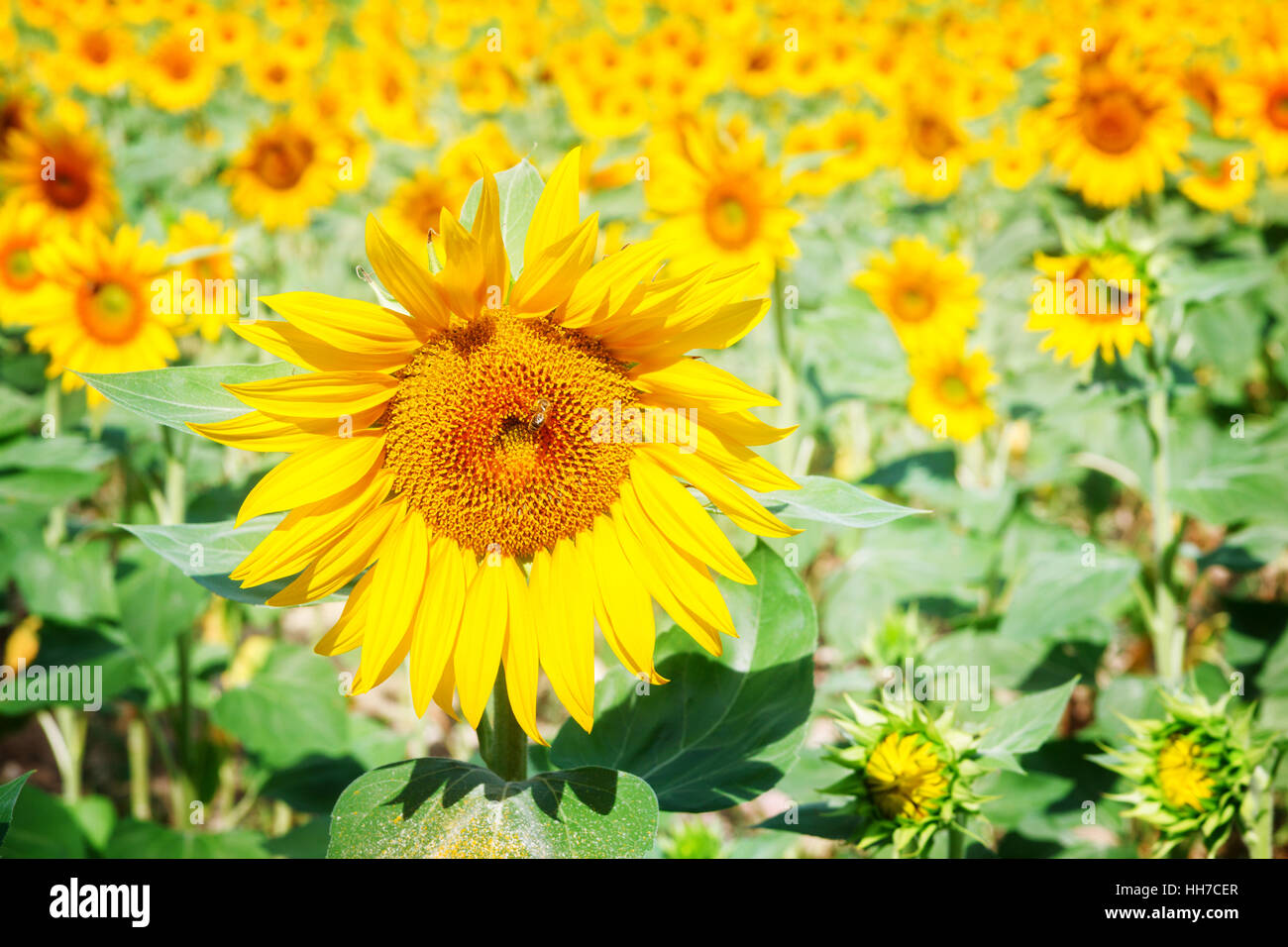 Field of sunflowers Stock Photo - Alamy