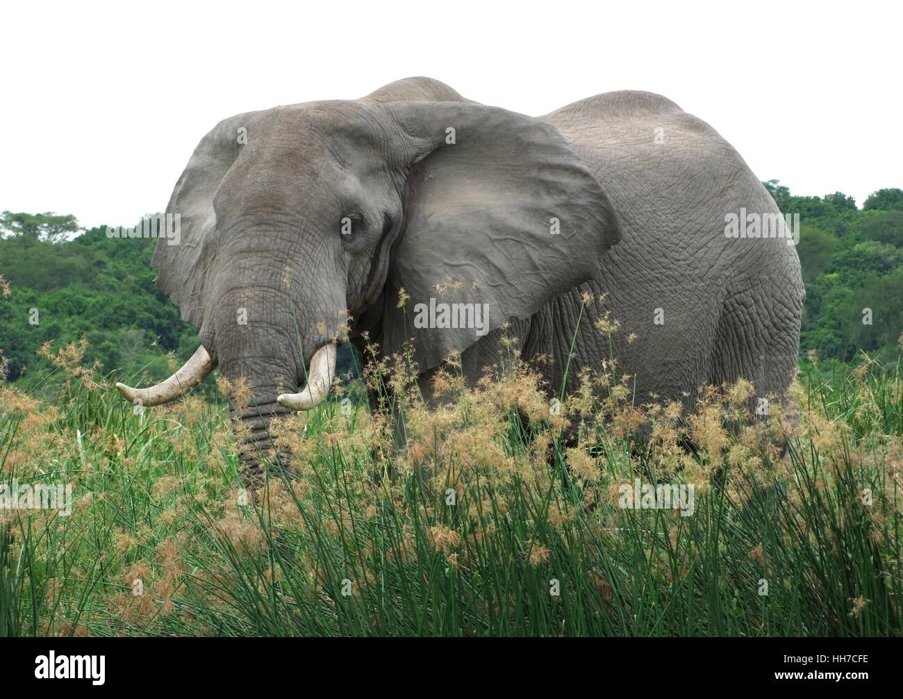 a elephant in Uganda (Africa) Stock Photo