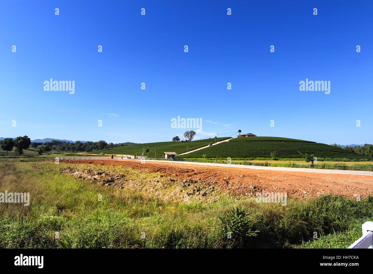 Meadow and the way to tea plantation with blue sky background Stock Photo