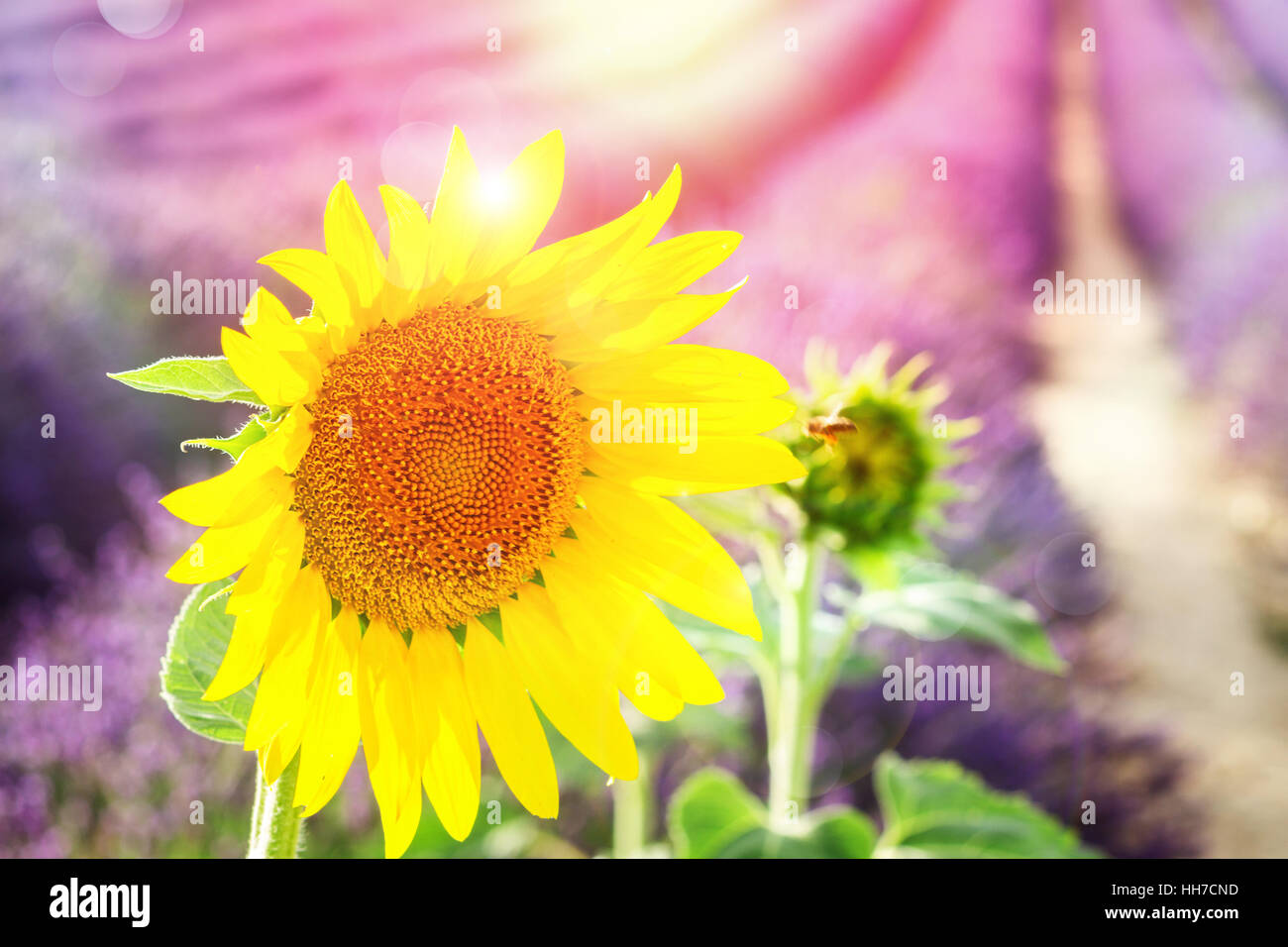 Sunflower and Lavender field Stock Photo Alamy