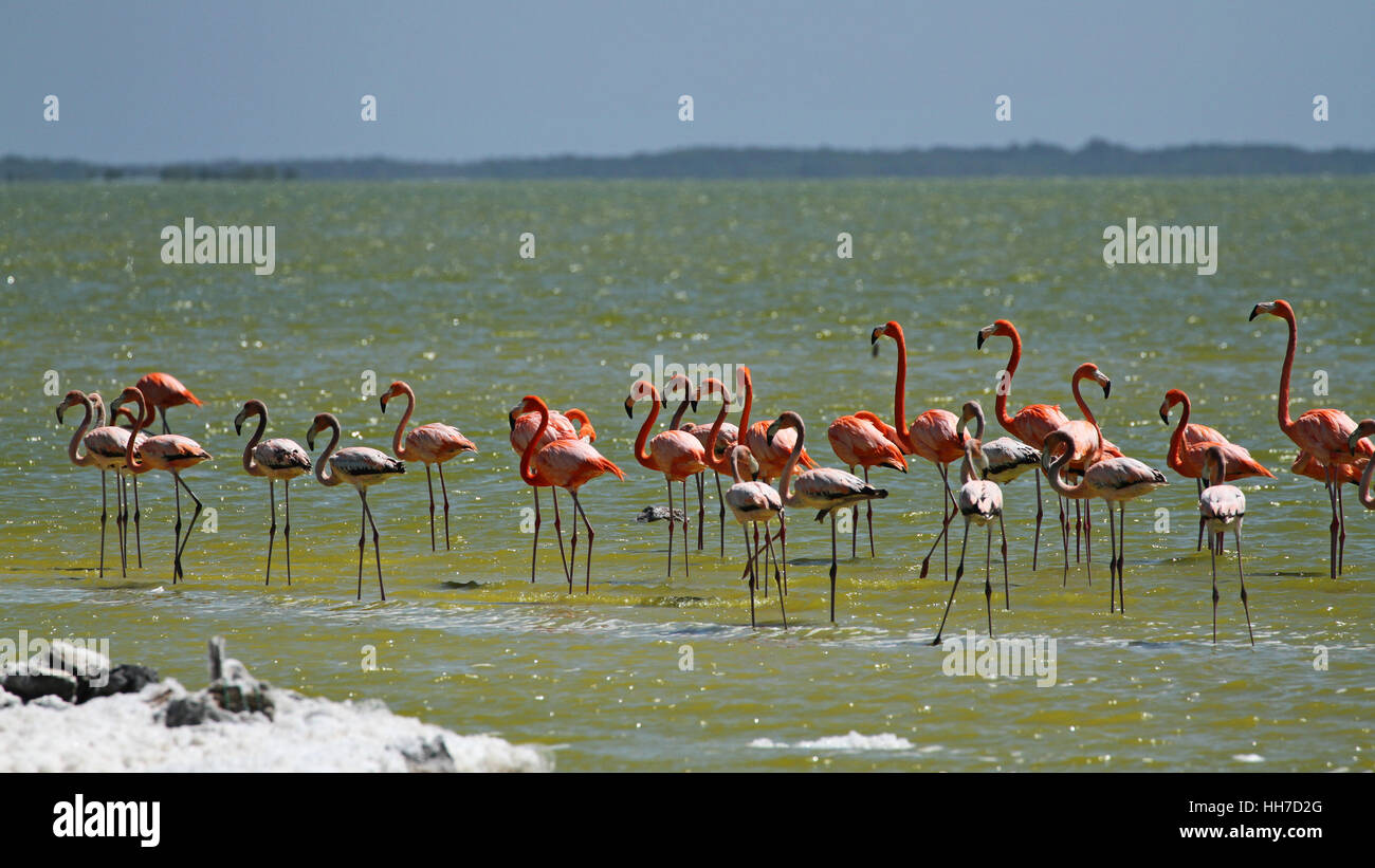 Flamingos in Yucatan Mexico Stock Photo