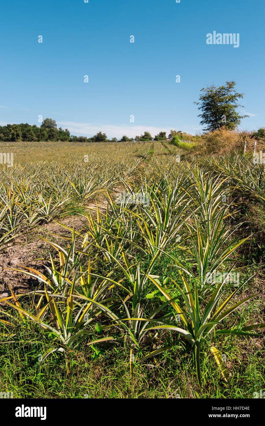pineapple plantation in Chiang rai province, northThailand Stock Photo