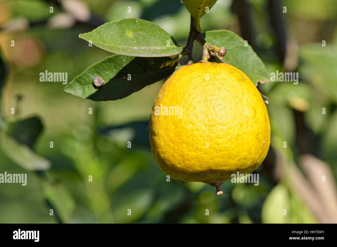 Lemon (Citrus sp.) hanging from branch, Veracruz, Mexico Stock Photo
