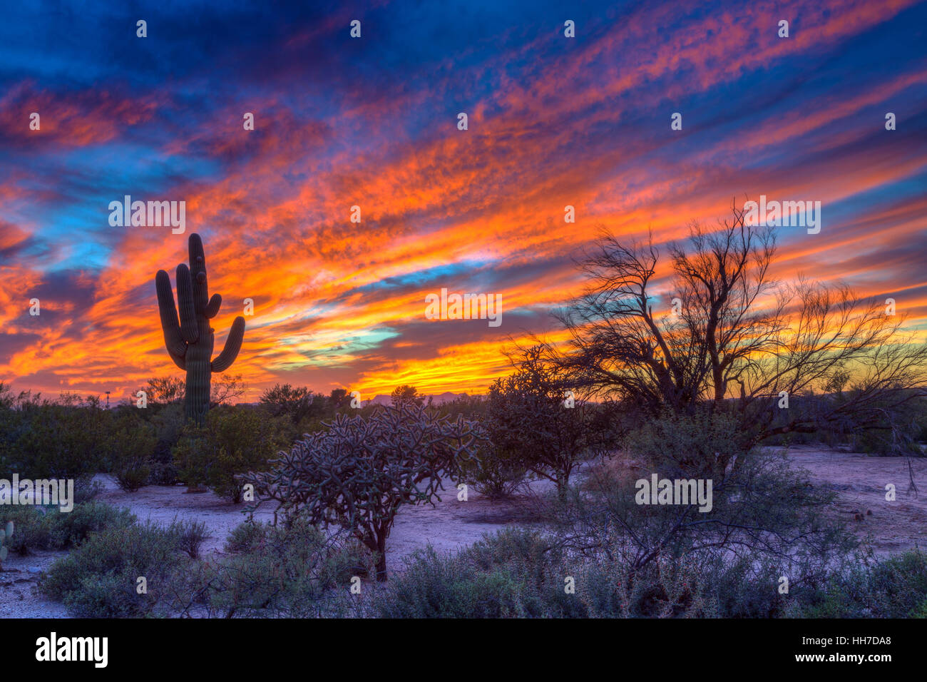 Desert landscape with saguaro cactus (Saguaro) at sunset, Saguaro National Park, Arizona, USA Stock Photo