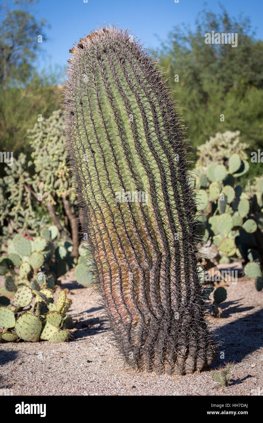 Fishhook barrel cactus (Ferocactus wislizeni), Tucson, Arizona, USA Stock Photo