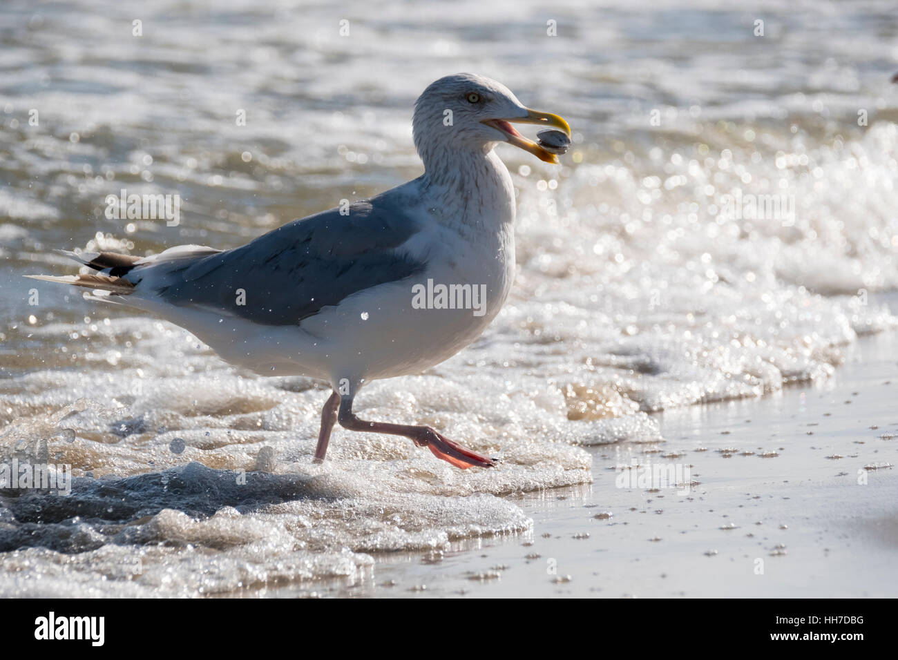 European herring gull (Larus argentatus), juvenile with mussel in its beak, running out of the water, Usedom, Baltic Sea Stock Photo