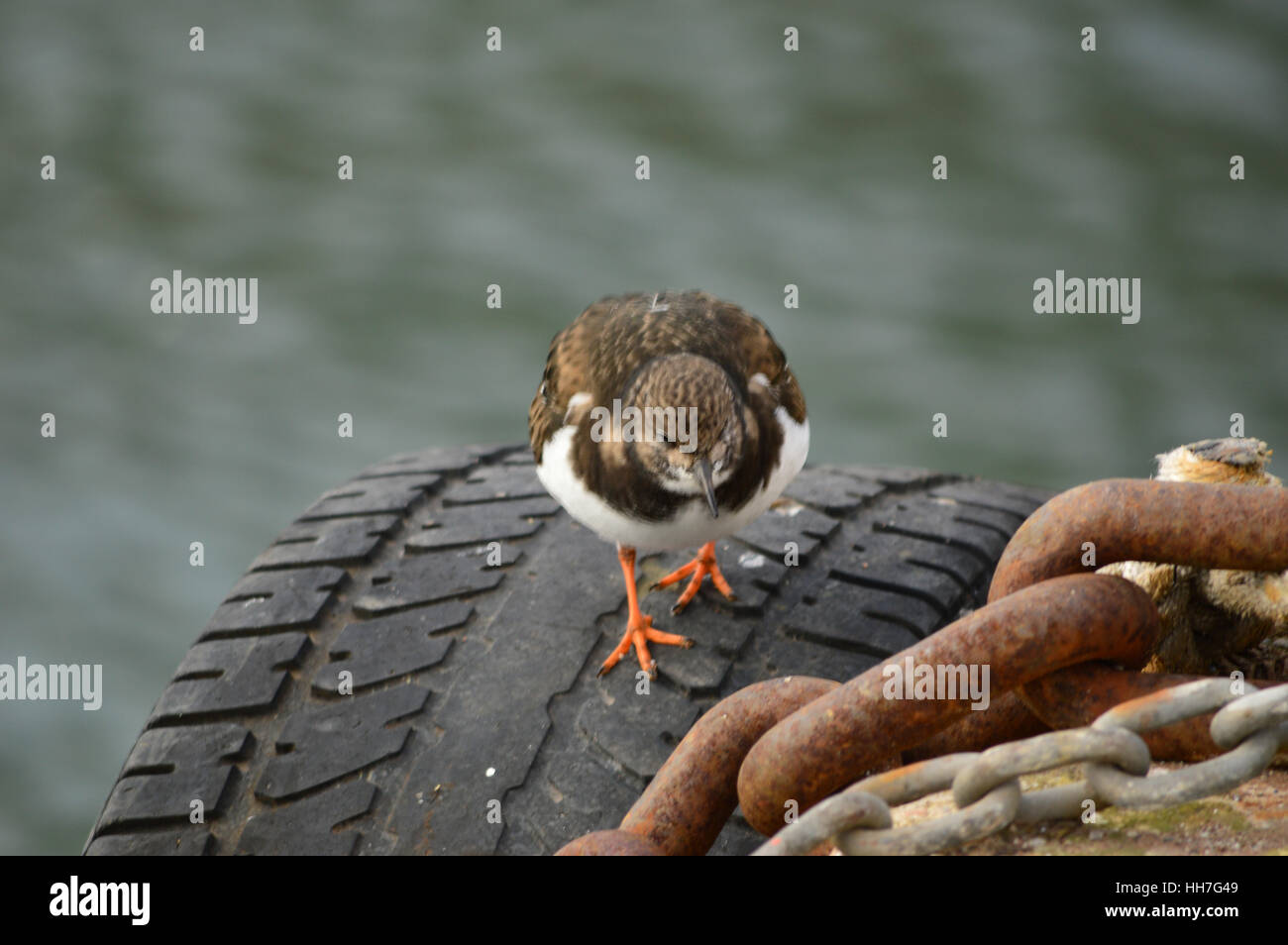 Turnstone bird on tire at harbor, space for text at top, landscape image, wildlife on the harbourside, Paignton, Torbay, Devon, England United Kingdom Stock Photo