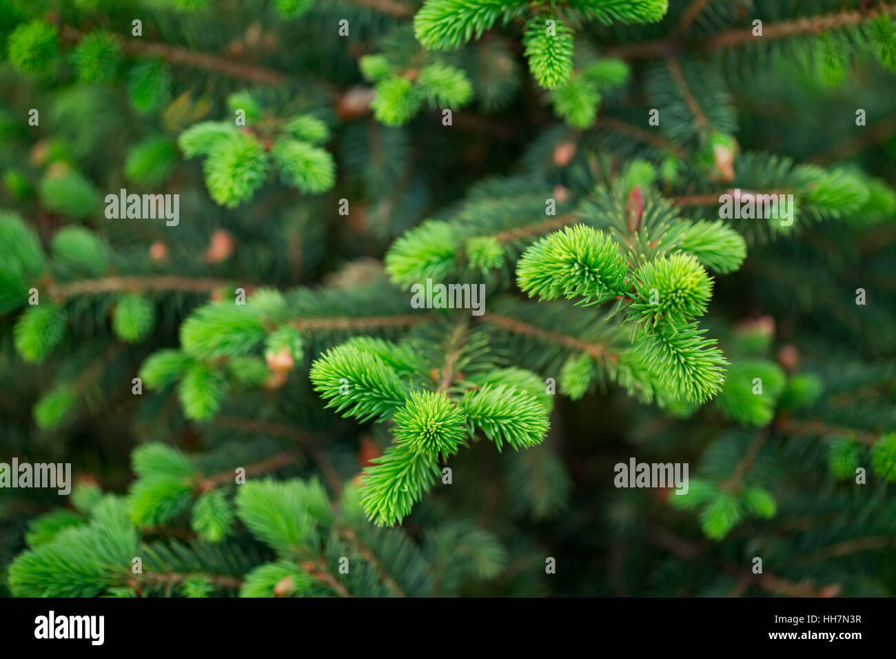 Close up young fir hi-res stock photography and images - Alamy