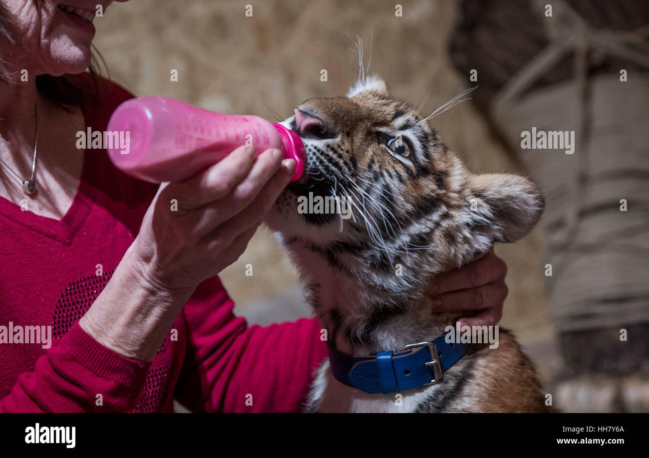 Hand Rearing Tiger Cub High Resolution Stock Photography and Images - Alamy