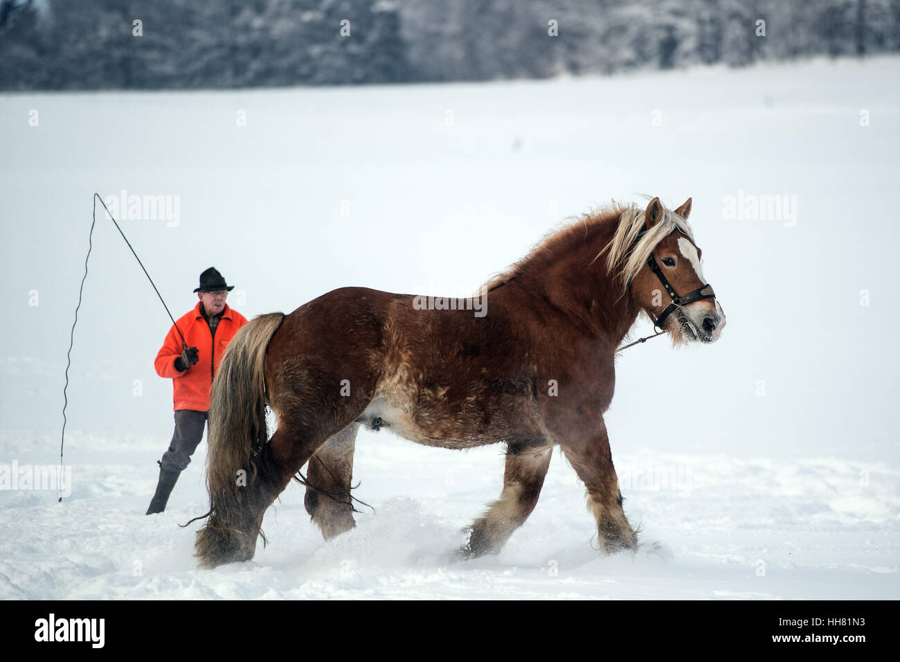 Husten, Germany. 17th Jan, 2017. Paul-Martin Reuber walks alongside his stallion Elton through the snow in Husten, Germany, 17 January 2017. Photo: Federico Gambarini/dpa/Alamy Live News Stock Photo