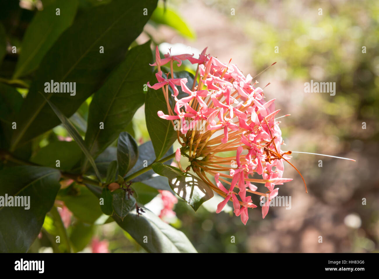 A pink flower (Ixora sp.) blooming under sunshine is seen during hot, sunny day in Asuncion, Paraguay Stock Photo