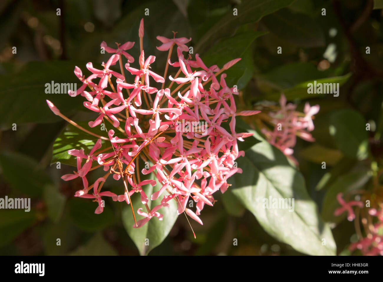 A pink flower (Ixora sp.) blooming under sunshine is seen during hot, sunny day in Asuncion, Paraguay Stock Photo