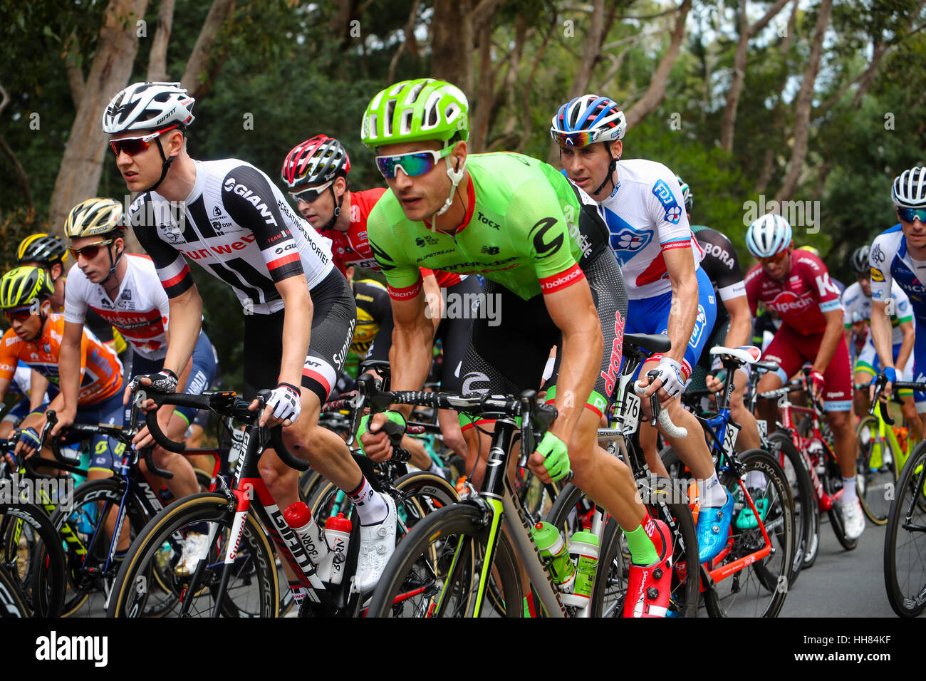 Adelaide, Australia. 18th January, 2017. Stage 2 Stirling to Paracombe, during the Santos Tour Down Under. William Clarke (Aus) of Cannondale-Drapac riding in the peleton near Longwood. Credit: Peter Mundy/Alamy Live News Stock Photo