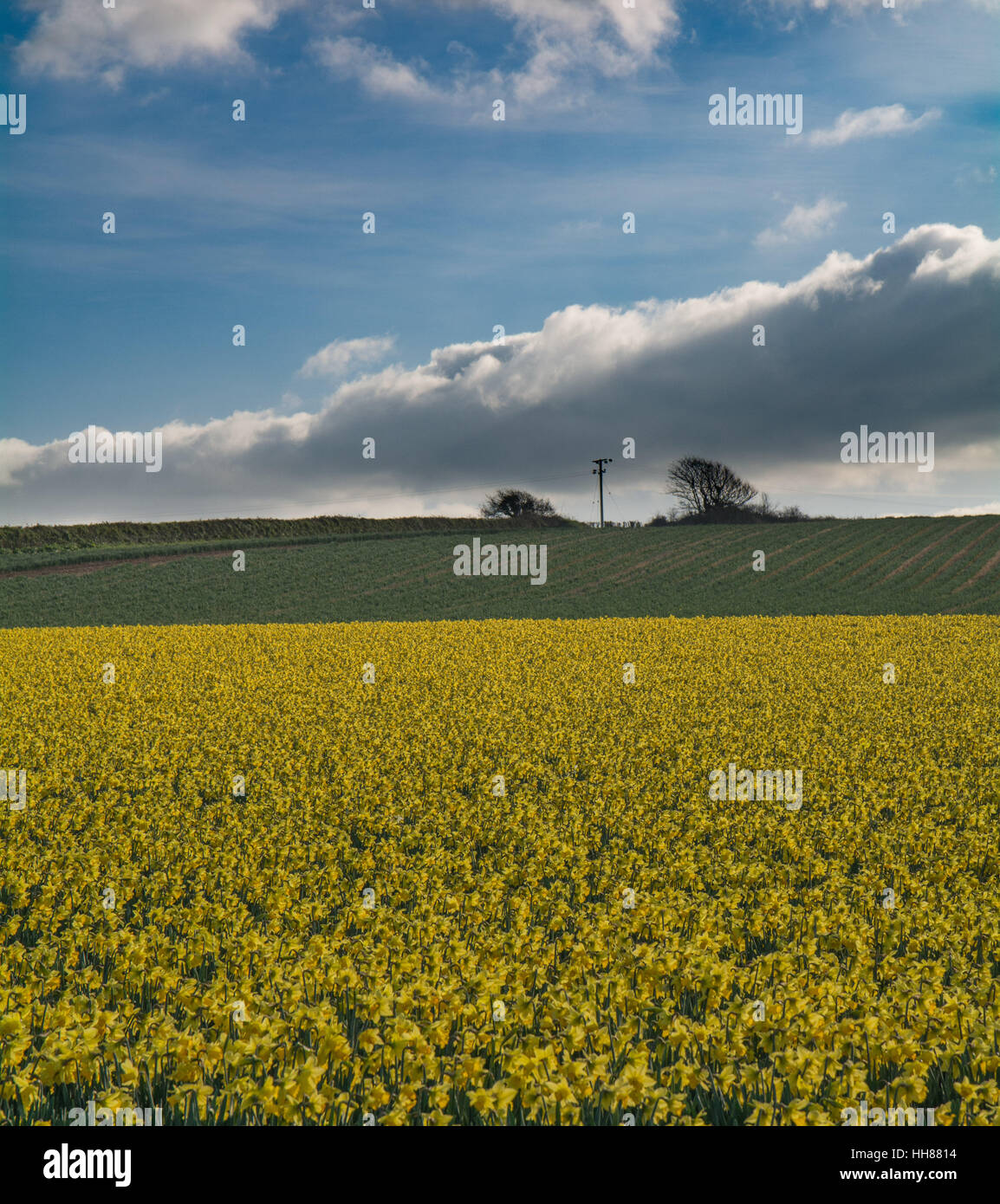 Hayle, Cornwall, UK. 18th January 2017. UK Weather. A clear and sunny day in south west Cornwall, with Daffodil fields in full bloom. Credit: cwallpix/Alamy Live News Stock Photo