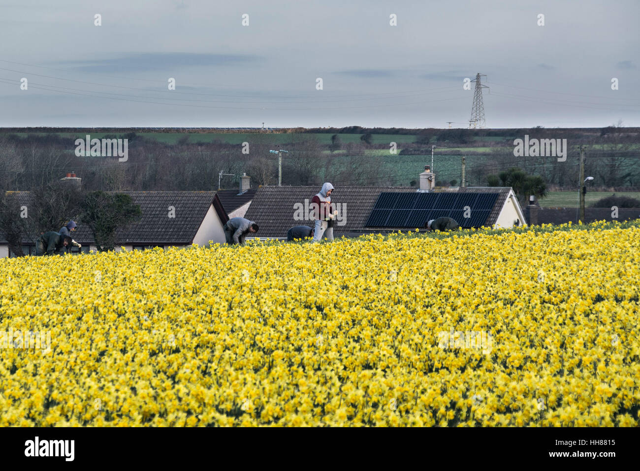 Hayle, Cornwall, UK. 18th January 2017. UK Weather. A clear and sunny day in south west Cornwall, with Daffodil fields in full bloom. Credit: cwallpix/Alamy Live News Stock Photo
