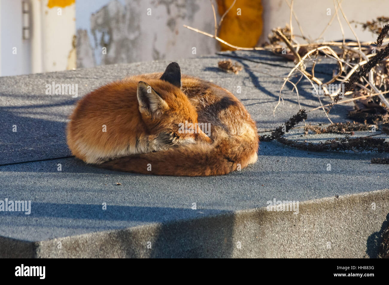 Red fox enjoys winter sun in the garden, London UK Stock Photo