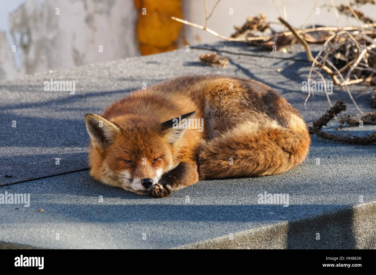 Red fox enjoys winter sun in the garden, London UK Stock Photo