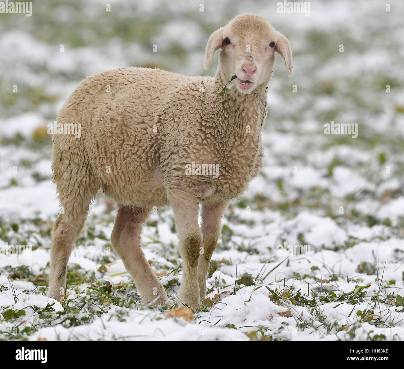 Alt Zeschdorf, Germany. 18th Jan, 2017. A lamb from the Vogel sheep farm in  Dolgelin stands on a snow-covered meadow near Alt Zeschdorf, Germany, 18  January 2017. Photo: Patrick Pleul/dpa-Zentralbild/dpa/Alamy Live News