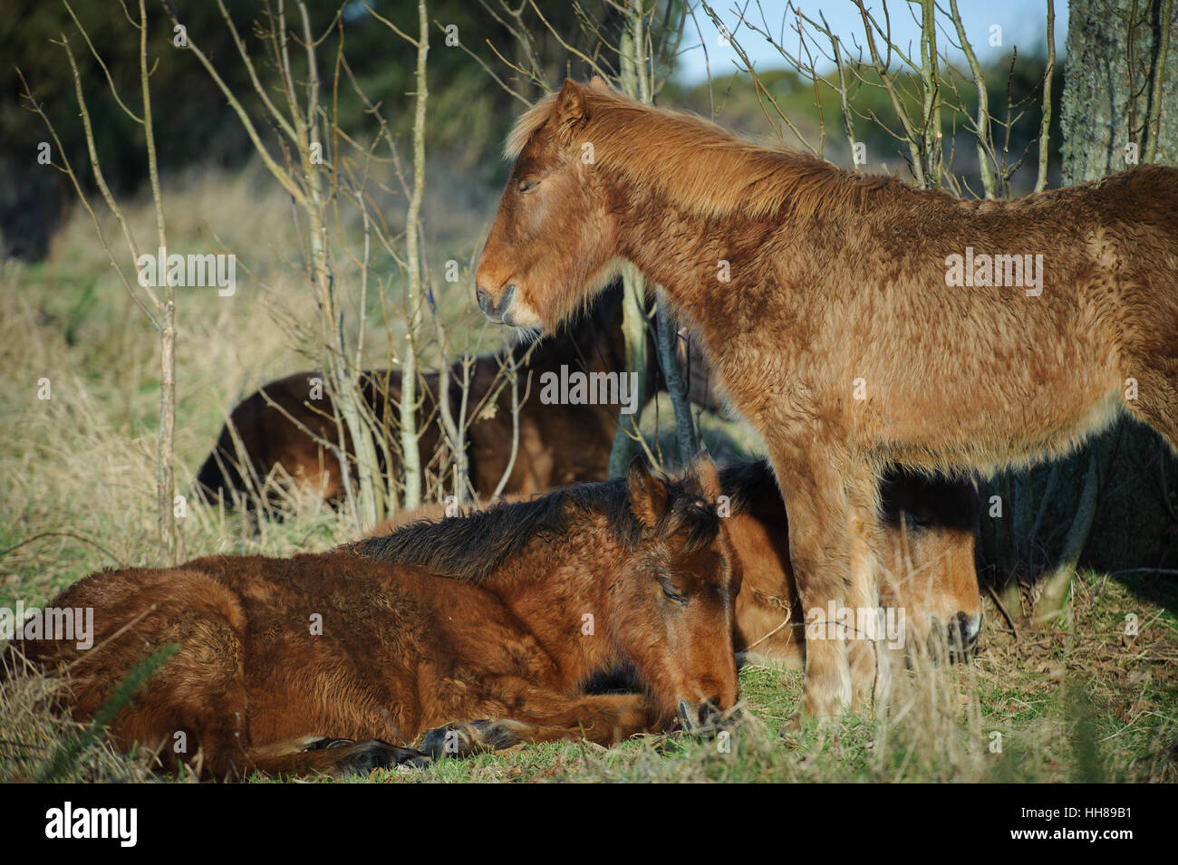 Ponies warm themselves in the winter sun on a cold day at Cissbury Ring in the South Downs National Park, West Sussex, England. Stock Photo