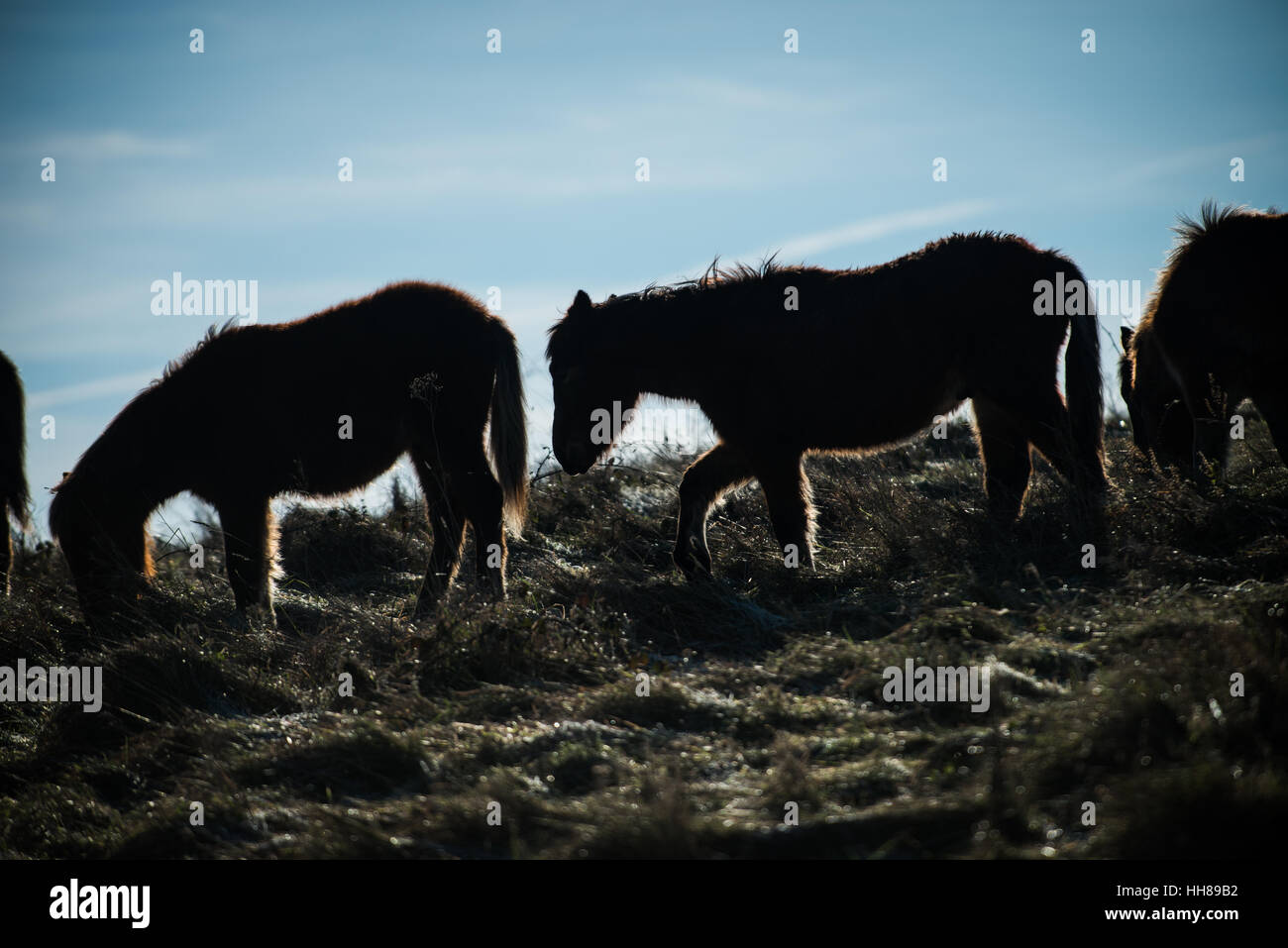 Ponies are silhouetted against the winter sun on a cold day at Cissbury Ring in the South Downs National Park, West Sussex, England. Stock Photo