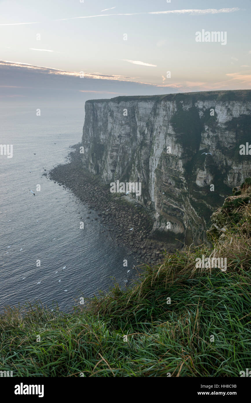 Dawn at Bempton cliffs on the east coast of England. A well known place for observing sea bird colonies on the high cliffs. Stock Photo