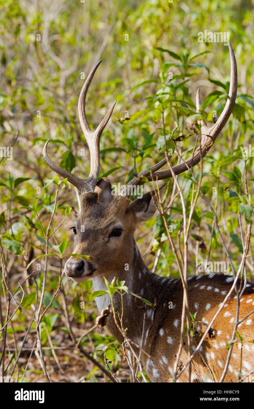 Closeup of an alert Indian Spotted Deer standing in light undergrowth Stock Photo