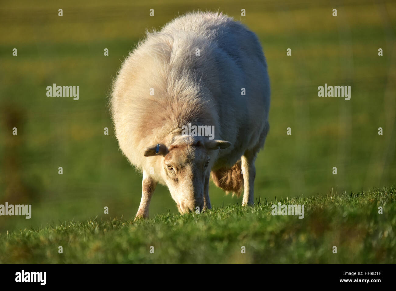 Welsh mountain sheep grazing in a field Stock Photo