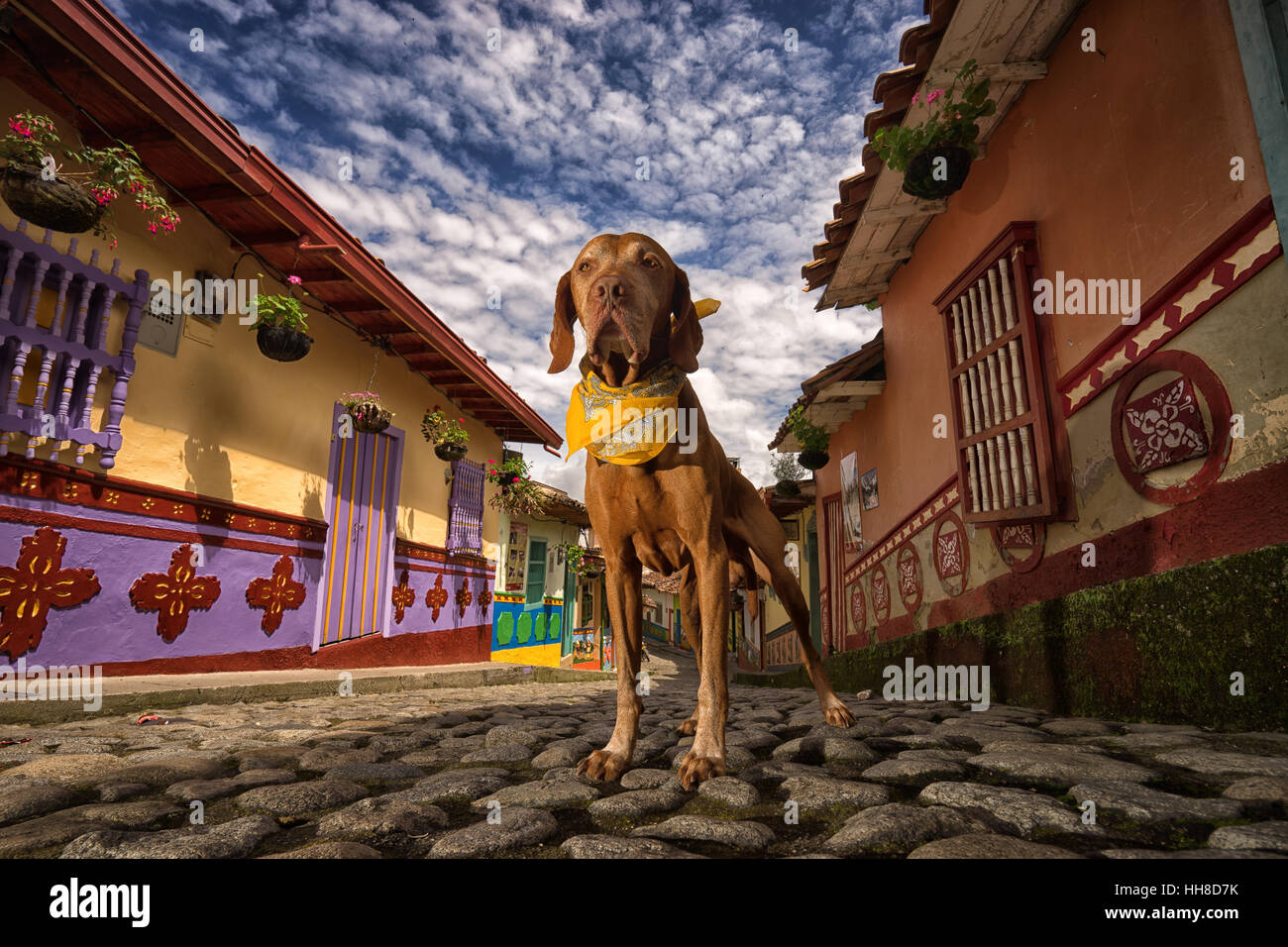pure breed vizsla dog standing on cobblestone street with colonial buildings in the background in Guatape Colombia Stock Photo