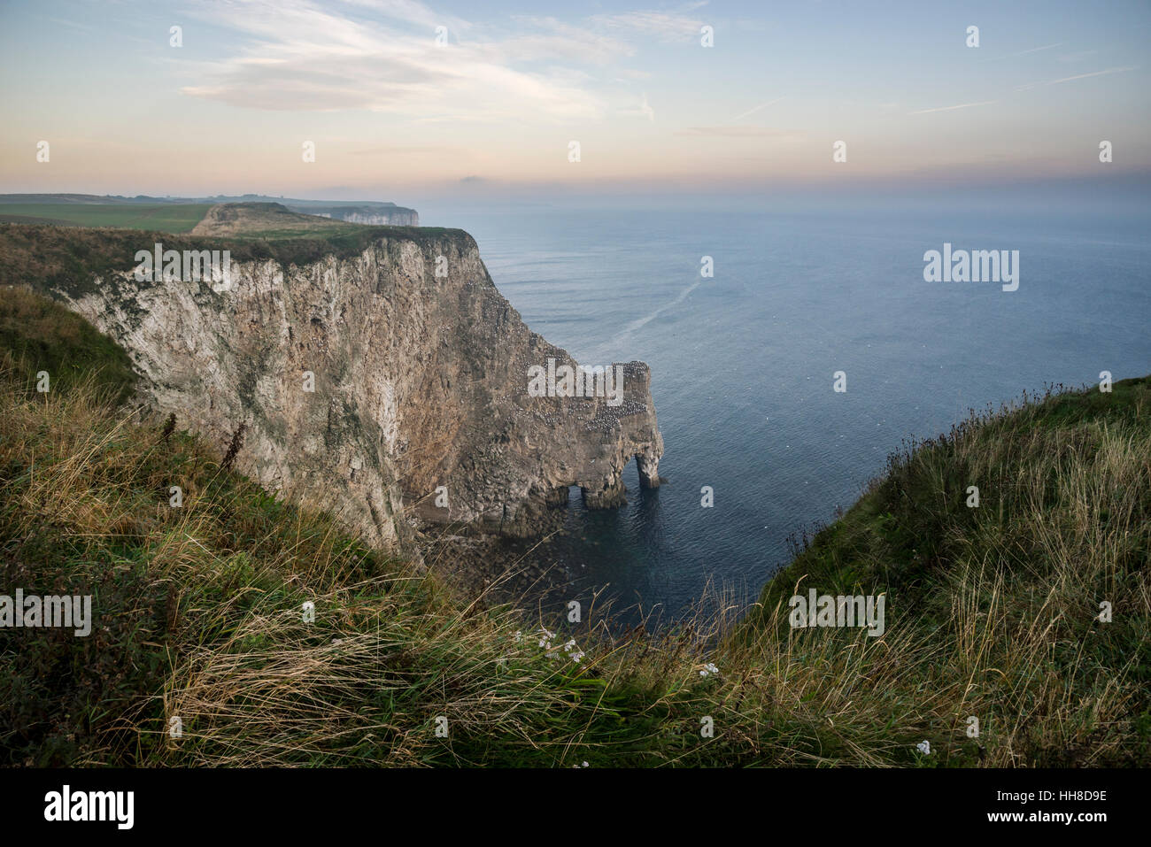 Beautiful morning at Bempton cliffs on the east coast of England. A natural rock arch covered with Gannets. Stock Photo