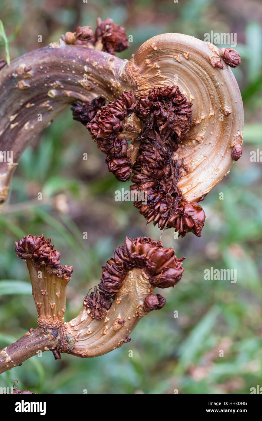 Twisted fasciate growth of the dwarf horse chestnut, Aesculus hippocastanum 'Monstrosa' Stock Photo