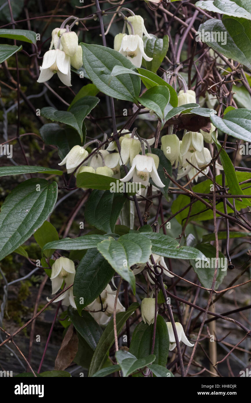 Flowers And Foliage Of The Winter Blooming Evergreen Climber Clematis 