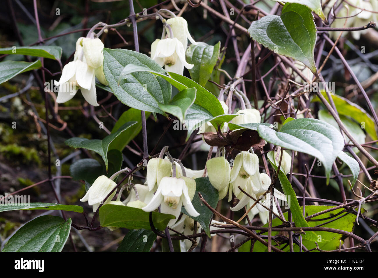 Flowers and foliage of the winter blooming evergreen climber, Clematis urophylla 'Winter Beauty' Stock Photo