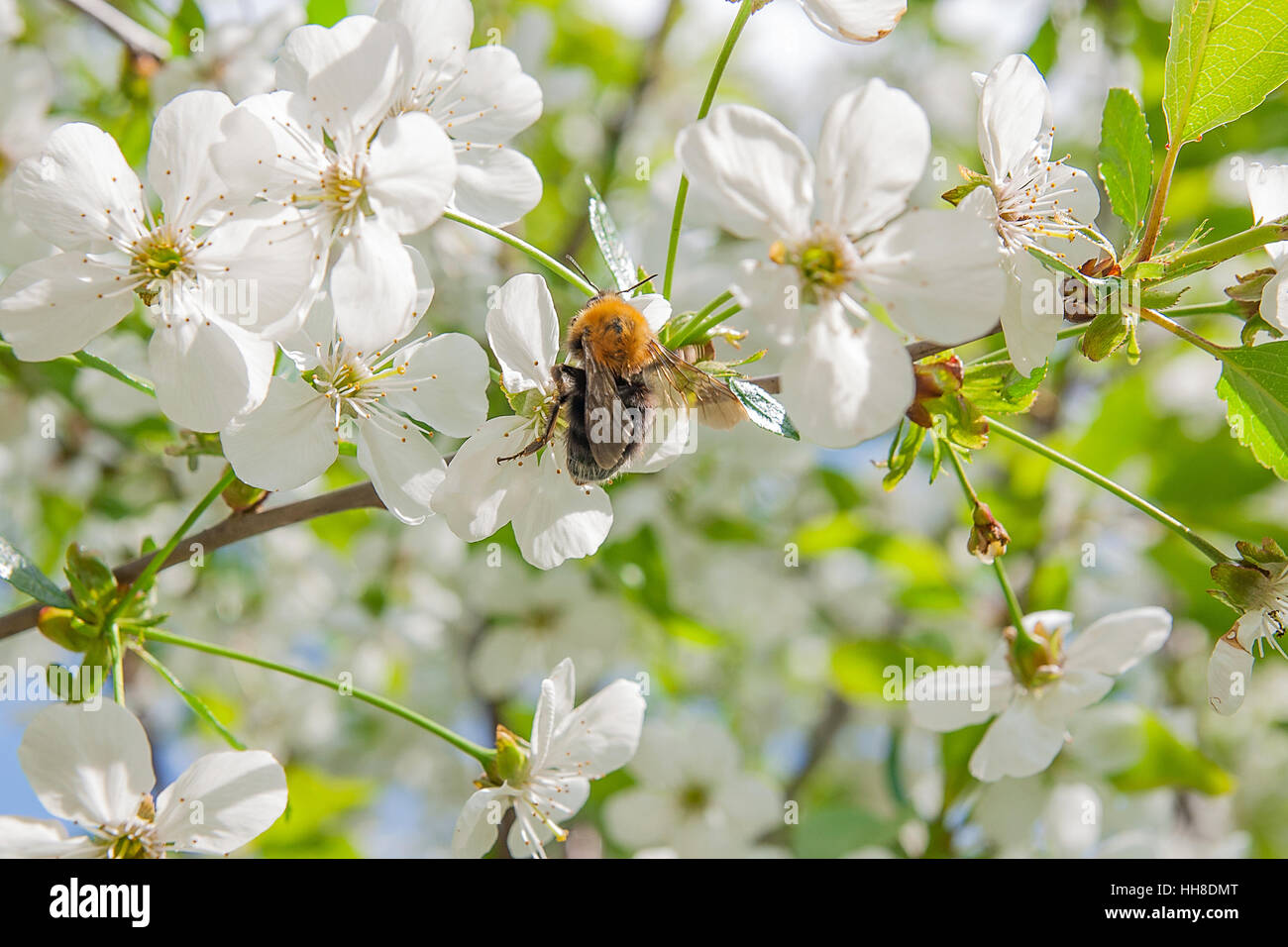 Beautiful flowering cherry trees. Bumblebee harvesting pollen from cherry blossom in spring day. Blossoming of cherry flowers in spring time Stock Photo