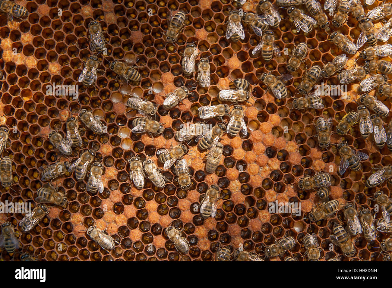 Busy bees inside hive with open and sealed cells for their young. Birth of o a young bees. Close up showing some animals and honeycomb structure. Stock Photo