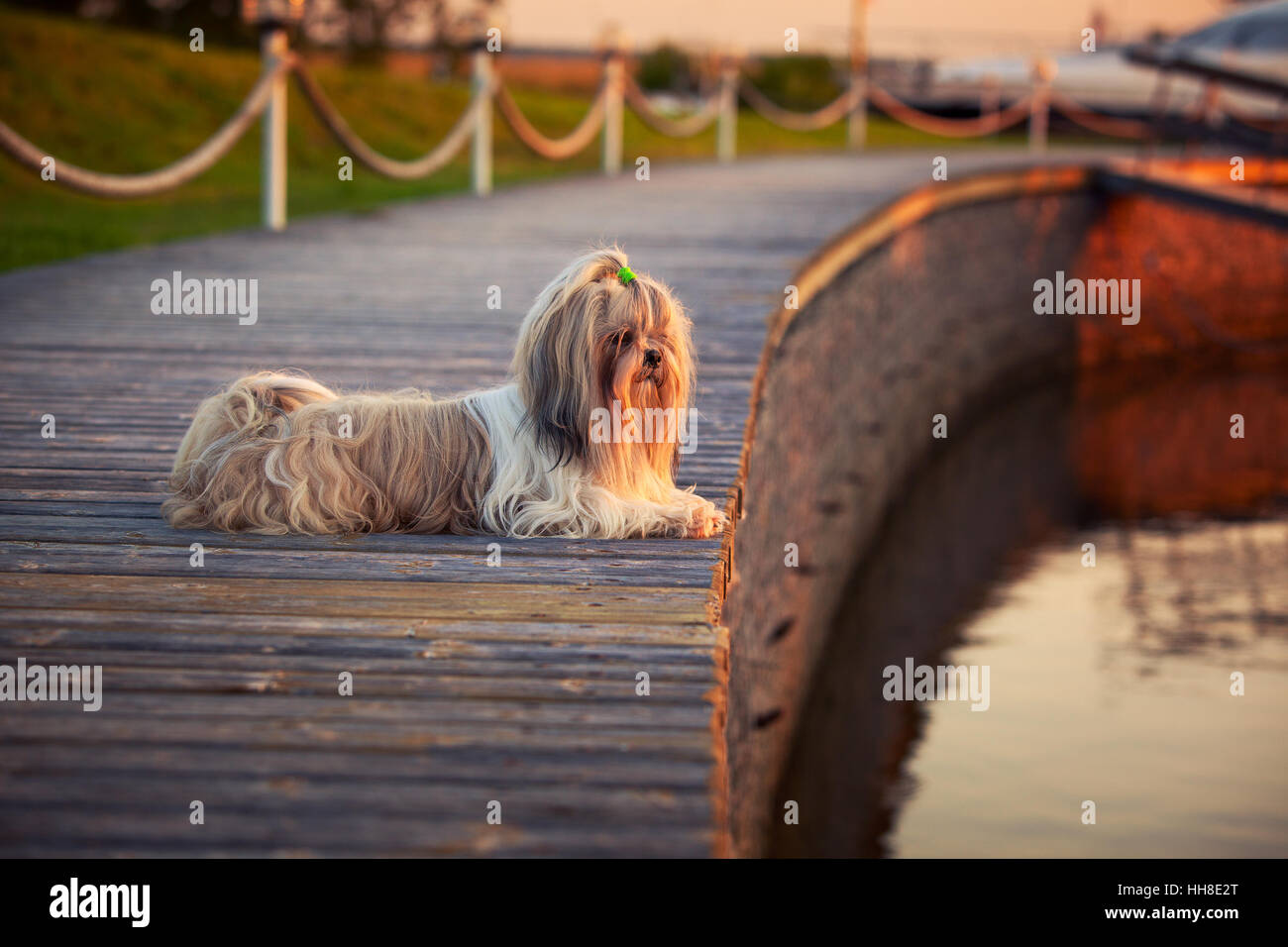 Shih tzu dog lying and looking on water at sunset light. Stock Photo
