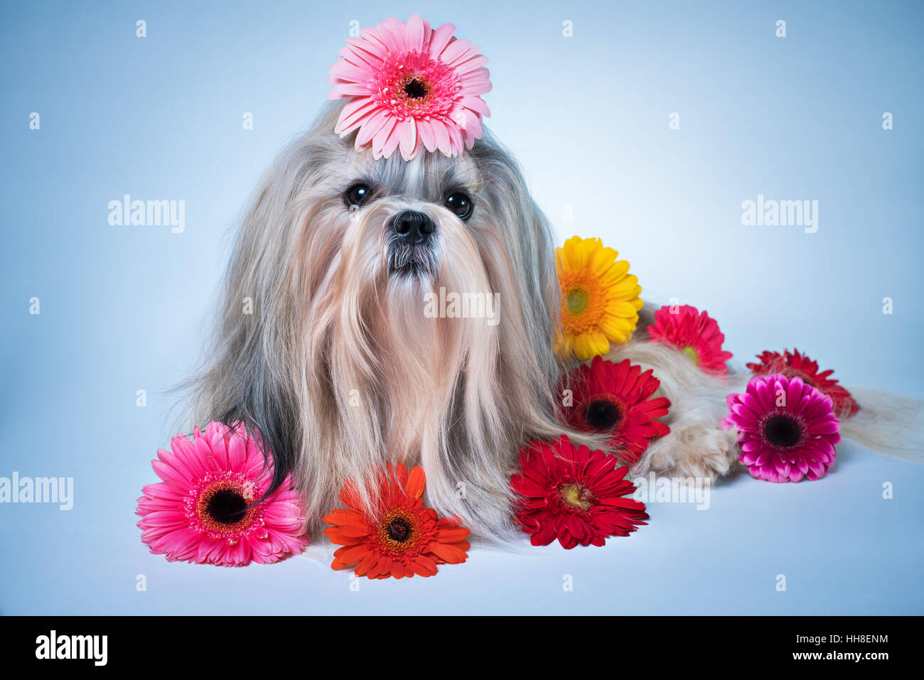 Shih tzu dog lying with flowers. Relaxing and good fragrance concept. Stock Photo