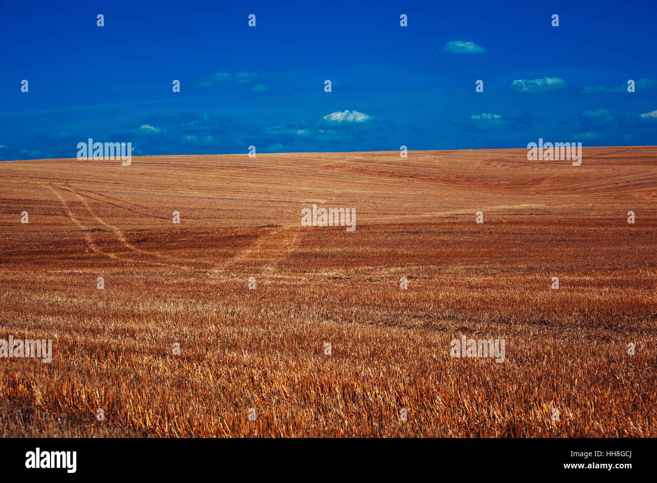 Summer field and blue sky landscape Stock Photo - Alamy