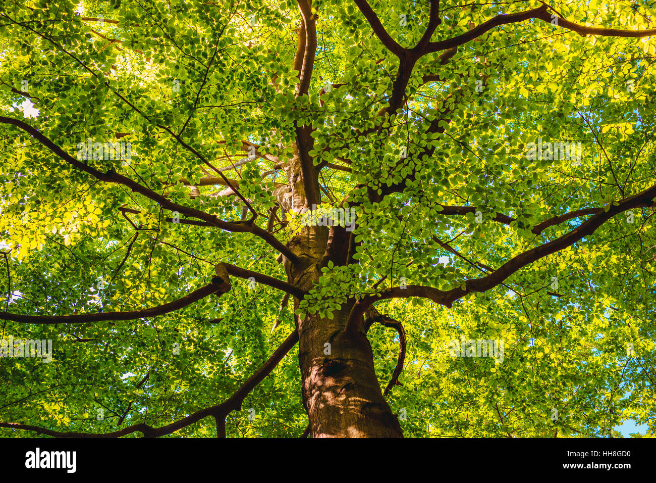 Big tree with wide branches ecology concept Stock Photo Alamy