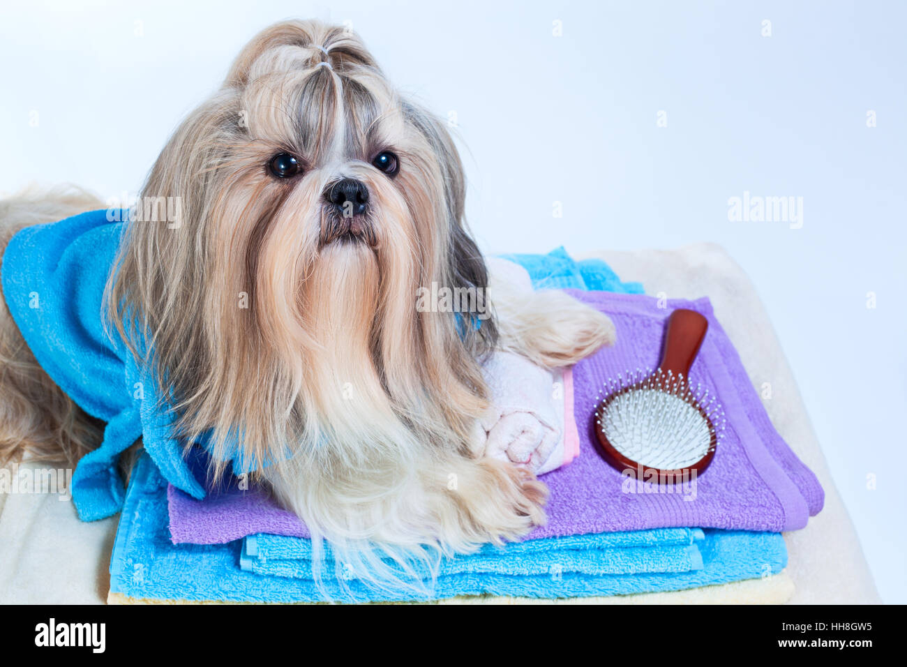 Shih tzu dog after washing. With towels and comb. On white background. Stock Photo