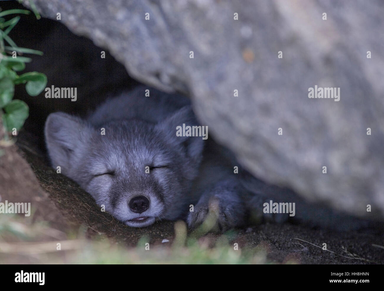 Arctic fox kit sleeping inside its den Stock Photo Alamy